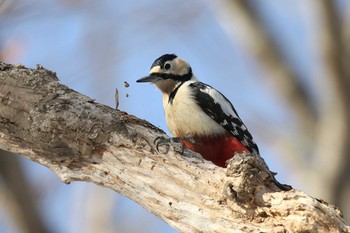 Great Spotted Woodpecker(japonicus) 大沼公園(北海道七飯町) Sun, 2/24/2019