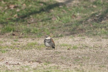 Dusky Thrush 道場 Sun, 2/24/2019