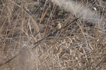 Bull-headed Shrike 道場 Sun, 2/24/2019