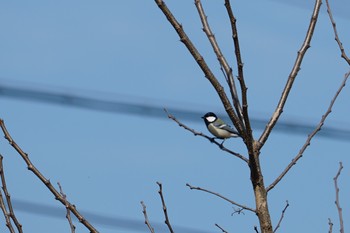 Japanese Tit 道場 Sun, 2/24/2019