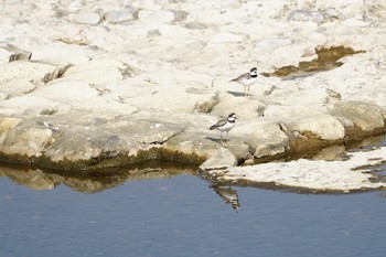 Long-billed Plover 道場 Sun, 2/24/2019