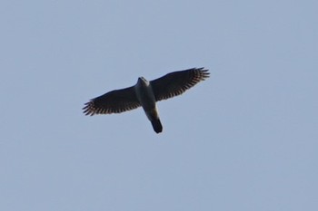 Eurasian Goshawk 道場 Sun, 2/24/2019