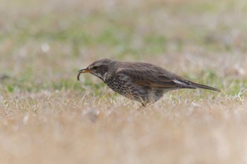 Sun, 2/24/2019 Birding report at Mie-ken Ueno Forest Park