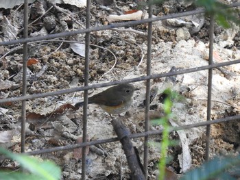 Red-flanked Bluetail 各務野自然遺産ノ森 Sun, 2/24/2019