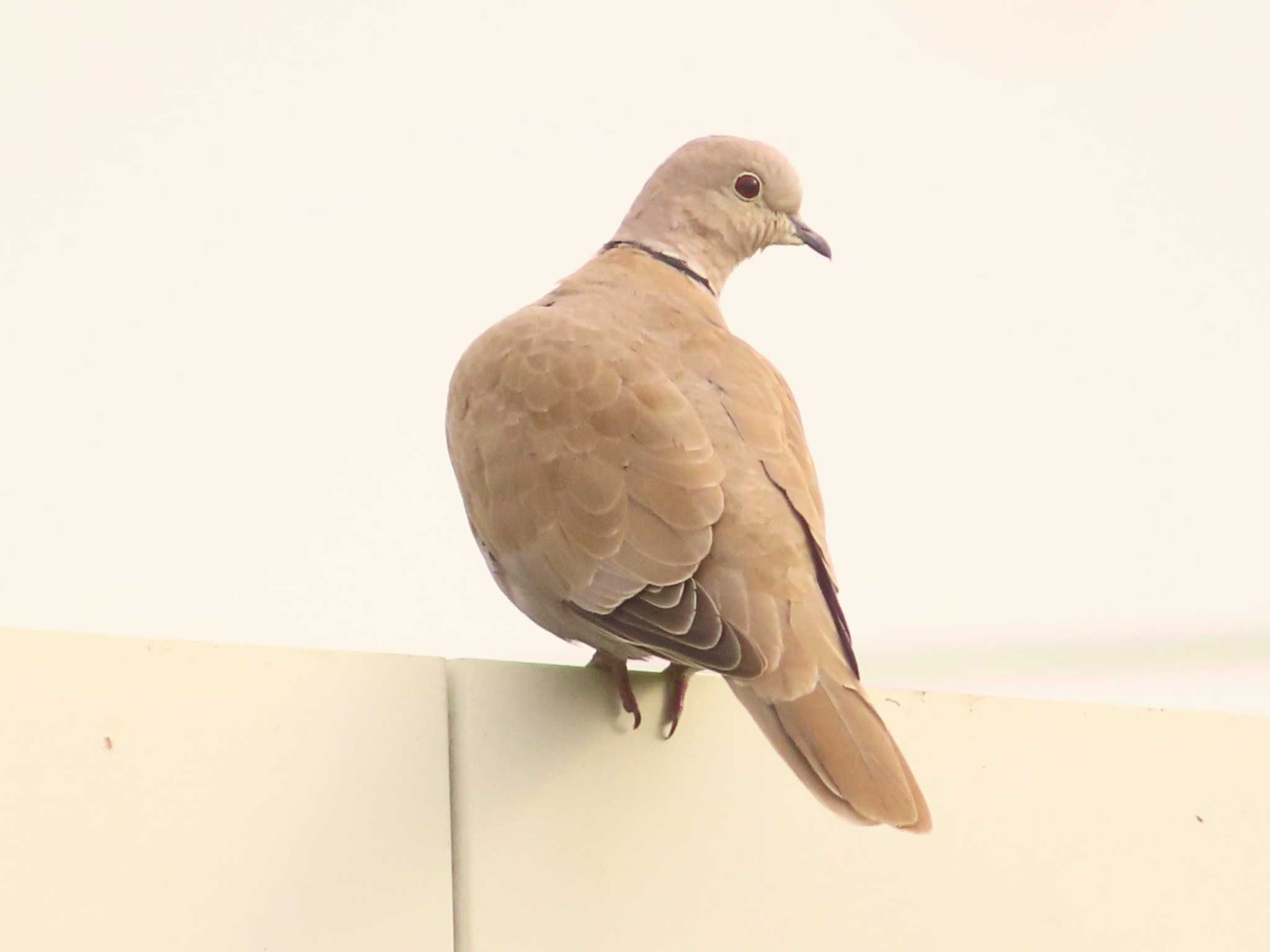 2024年11月16日(土) 茨城県猿島郡境町の野鳥観察記録 by ゆ 2024年11月16日(土) 茨城県猿島郡境町の野鳥観察記録 by ゆ