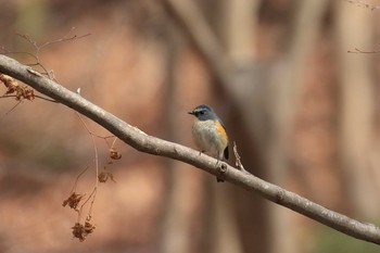 ルリビタキ 神戸市立森林植物園 2019年2月23日(土)