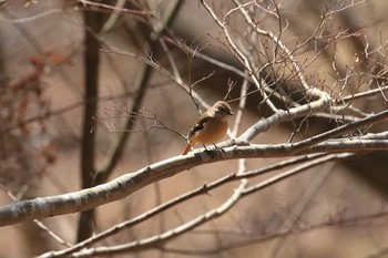 2019年2月24日(日) 神戸市立森林植物園の野鳥観察記録