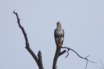 Changeable Hawk-Eagle Central Catchment Nature Reserve Tue, 1/29/2019