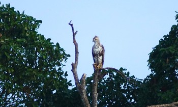 カワリクマタカ Central Catchment Nature Reserve 2019年1月29日(火)