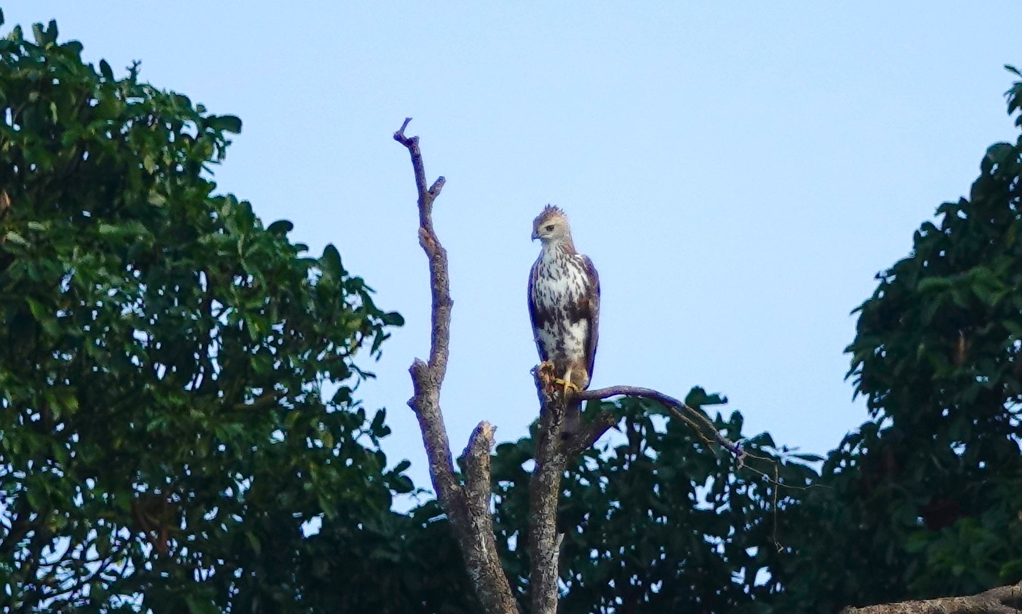 Changeable Hawk-Eagle