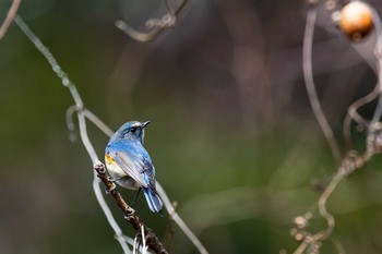 Red-flanked Bluetail 山田緑地 Sun, 2/24/2019