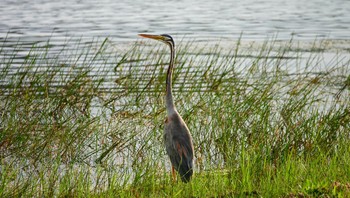 Purple Heron Central Catchment Nature Reserve Tue, 1/29/2019