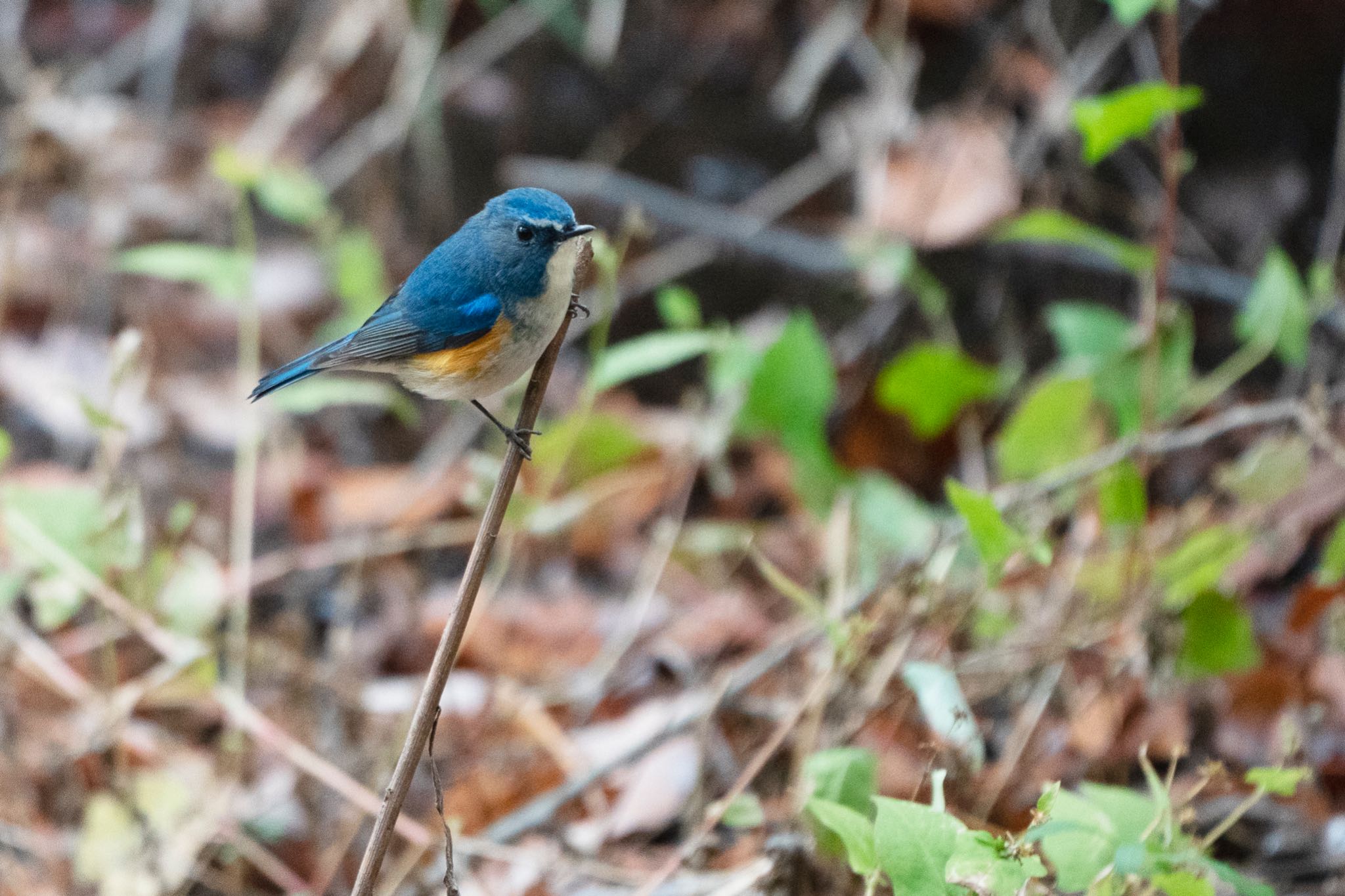 Photo of Red-flanked Bluetail at 馬見丘陵公園 by マイトガイ