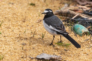 Wagtail 馬見丘陵公園 Thu, 2/14/2019