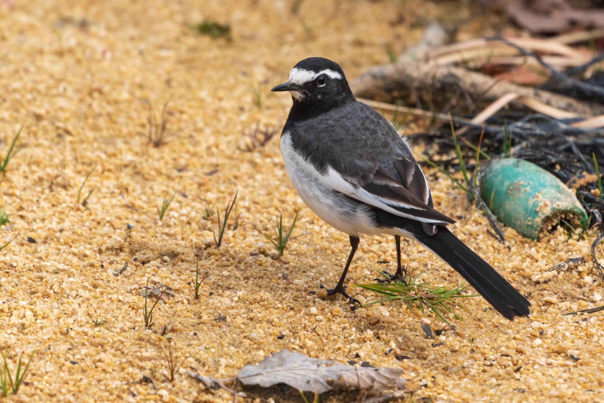 Photo of Wagtail at 馬見丘陵公園 by マイトガイ