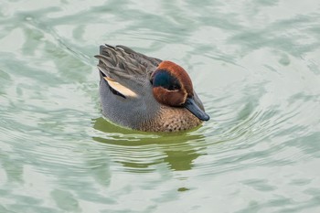 Eurasian Teal 馬見丘陵公園 Thu, 2/14/2019