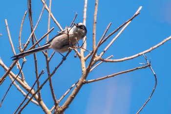 Long-tailed Tit Nara Park Mon, 2/18/2019