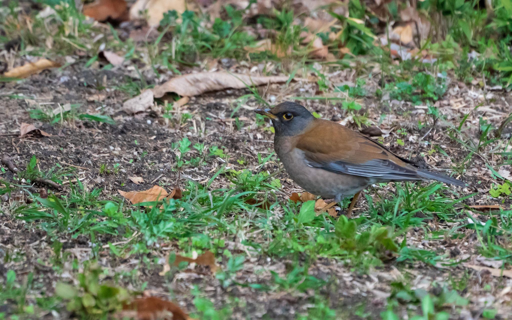 Photo of Pale Thrush at 大和民俗公園 by マイトガイ