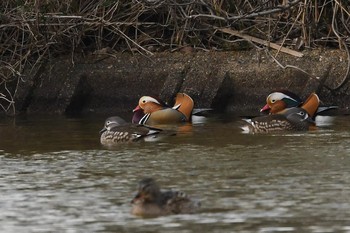 Mandarin Duck 奈良　水上池 Mon, 2/4/2019