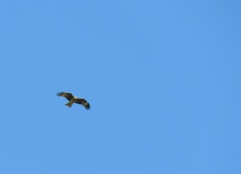 Black Kite 秋ヶ瀬公園(ピクニックの森) Sun, 2/24/2019