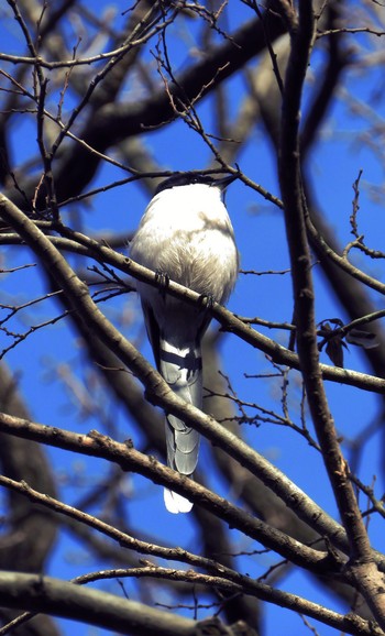 Azure-winged Magpie 秋ヶ瀬公園(ピクニックの森) Sun, 2/24/2019