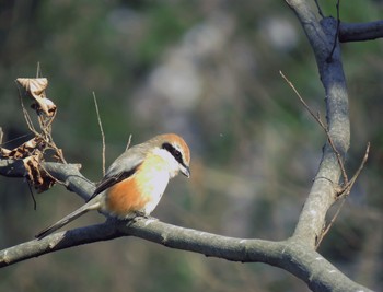 Bull-headed Shrike 秋ヶ瀬公園(ピクニックの森) Sun, 2/24/2019