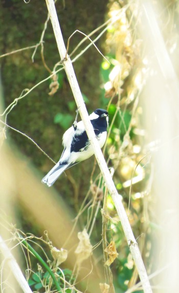 Japanese Tit 秋ヶ瀬公園(ピクニックの森) Sun, 2/24/2019