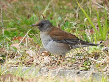 Pale Thrush 明石市 Sun, 2/24/2019