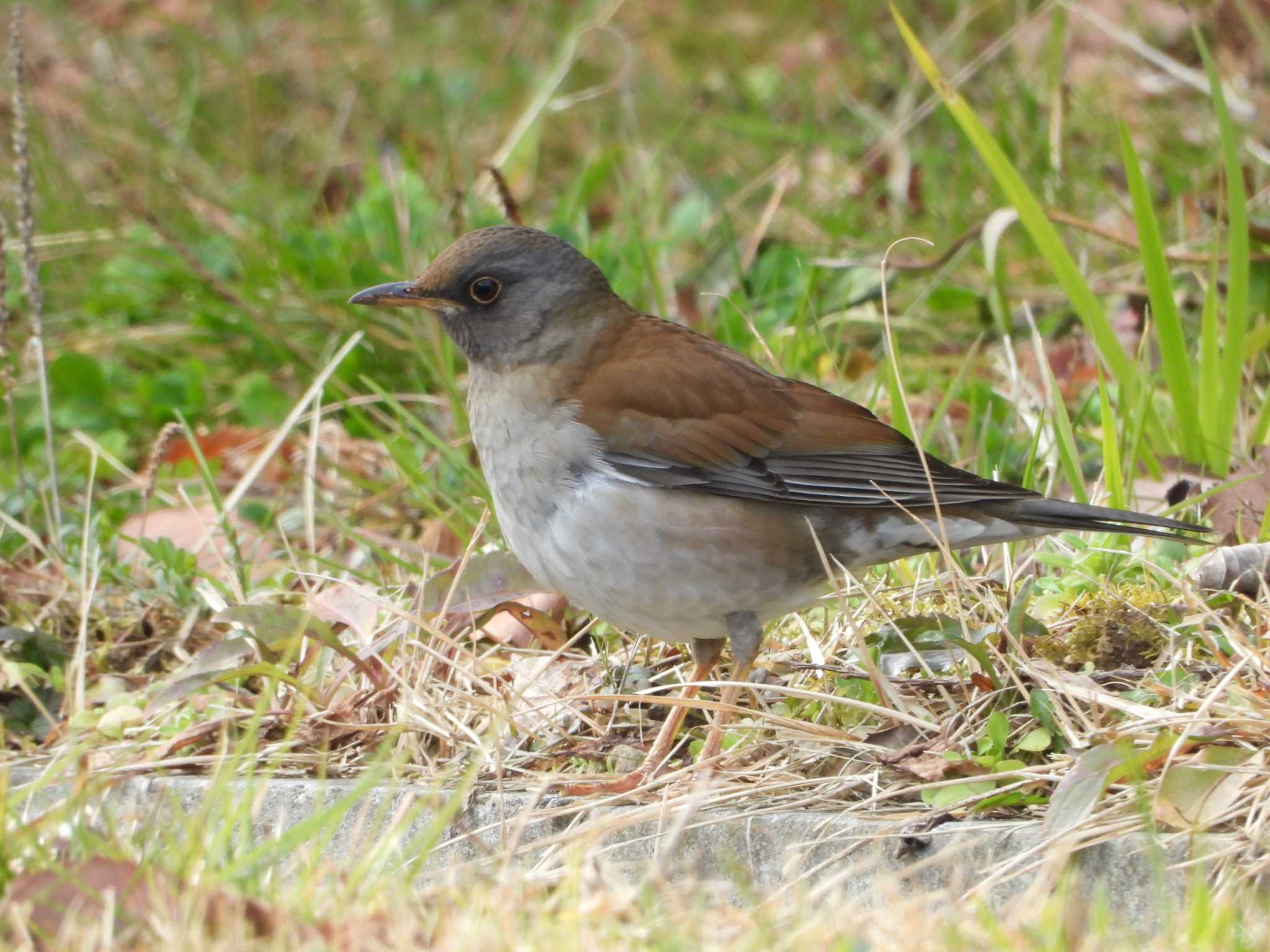 Photo of Pale Thrush at 明石市 by 禽好き