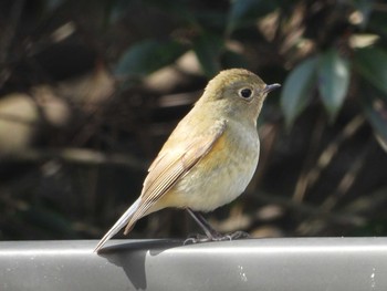 Red-flanked Bluetail 明石市 Sun, 2/24/2019