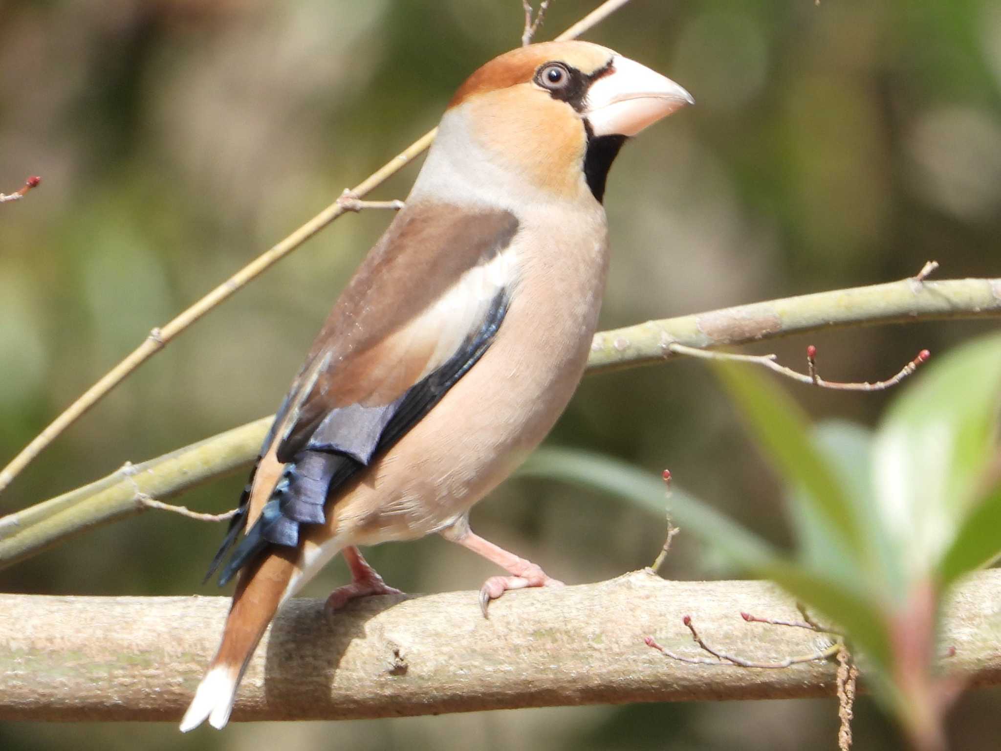 Hawfinch