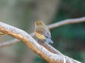 ルリビタキ 六義園 2019年2月23日(土)