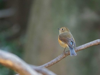 ルリビタキ 六義園 2019年2月23日(土)