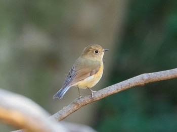 ルリビタキ 六義園 2019年2月23日(土)