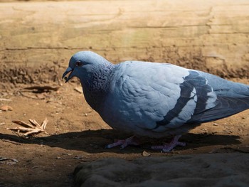 カワラバト 六義園 2019年2月23日(土)