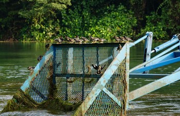 ジャワハッカ Central Catchment Nature Reserve 2019年1月29日(火)