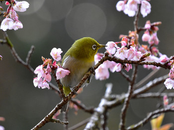 メジロ 東京30 2019年2月24日(日)