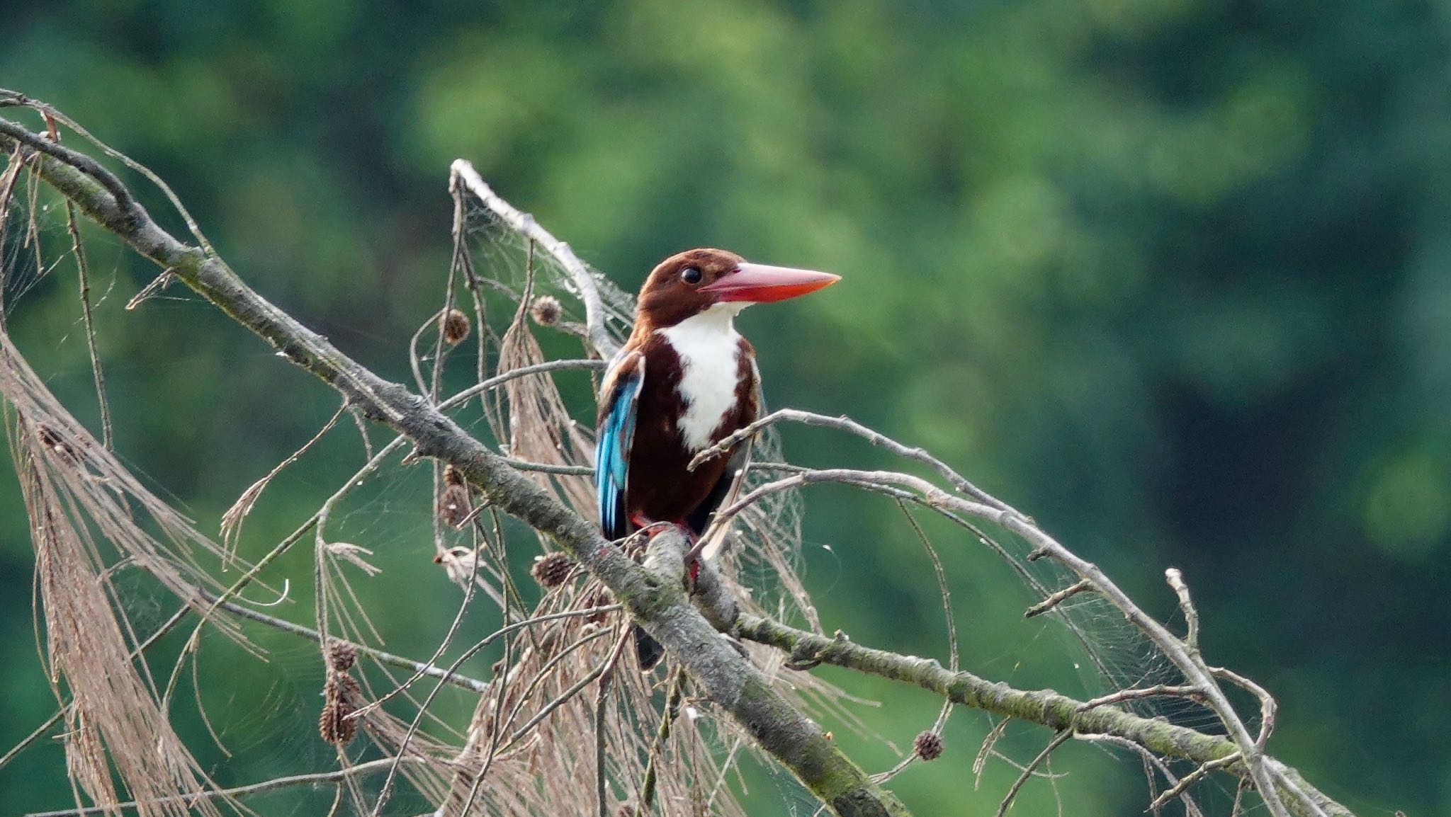 Central Catchment Nature Reserve アオショウビンの写真 by のどか