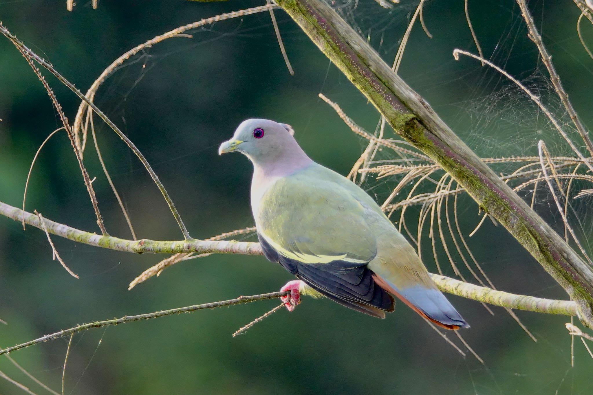 Photo of Pink-necked Green Pigeon at Central Catchment Nature Reserve by のどか