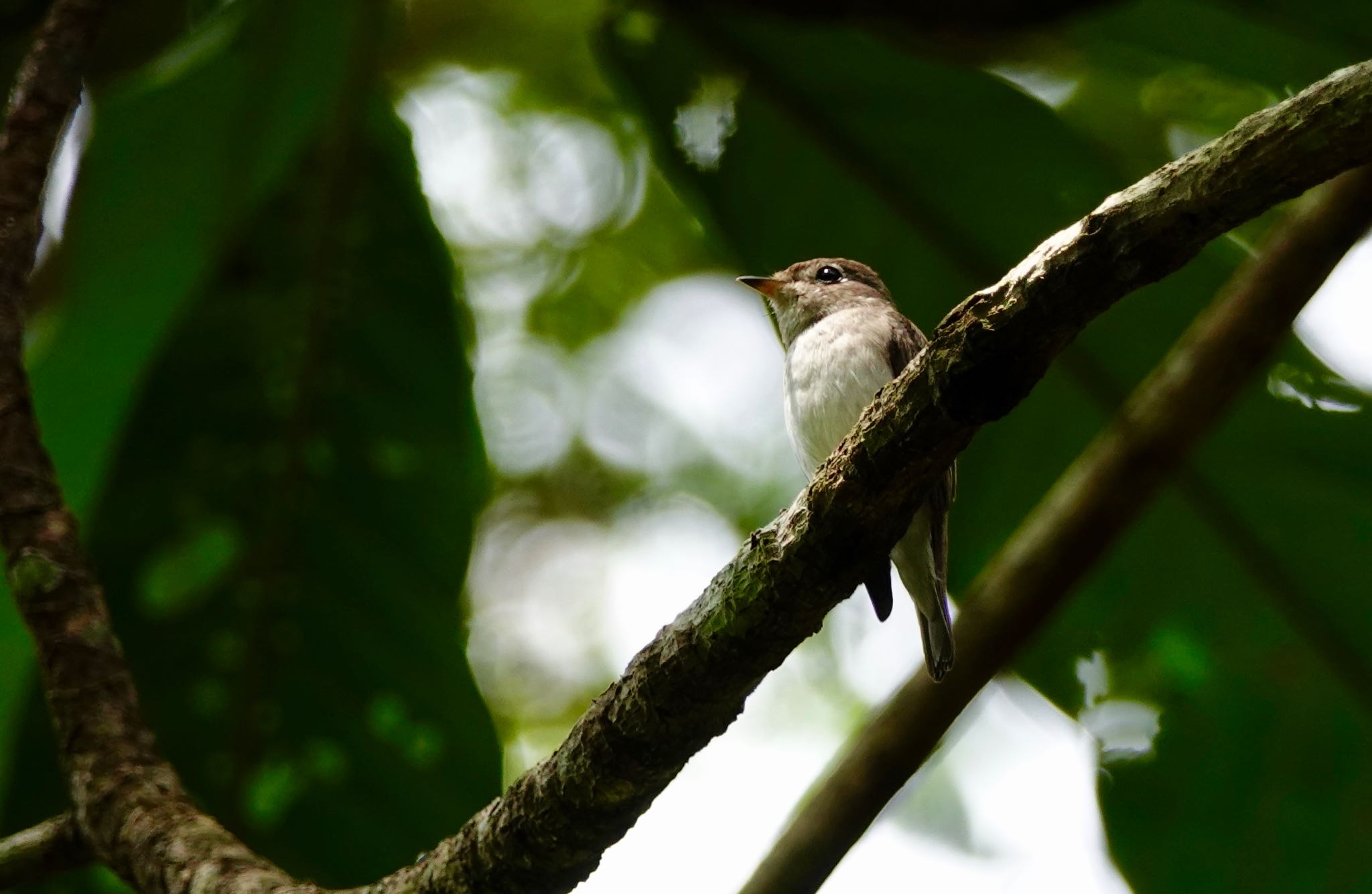 Photo of Asian Brown Flycatcher at Central Catchment Nature Reserve by のどか