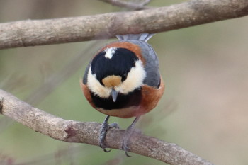 Varied Tit 峰公園 Mon, 2/25/2019