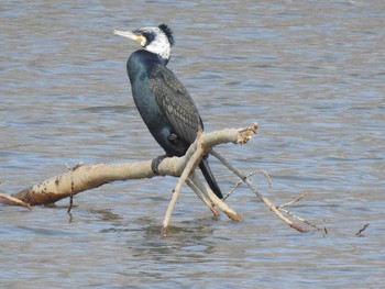 ウミウ 石狩 茨戸川 2019年2月25日(月)