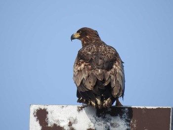 White-tailed Eagle 石狩 茨戸川 Mon, 2/25/2019