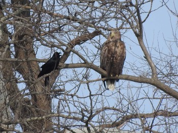 White-tailed Eagle 石狩 茨戸川 Mon, 2/25/2019