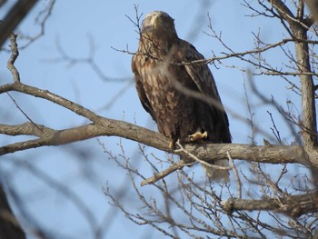 White-tailed Eagle 石狩 茨戸川 Mon, 2/25/2019