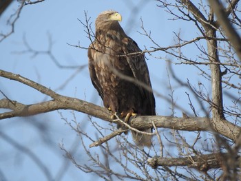 White-tailed Eagle 石狩 茨戸川 Mon, 2/25/2019