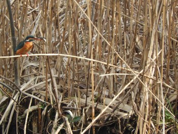 Common Kingfisher 川口自然公園 Thu, 2/7/2019