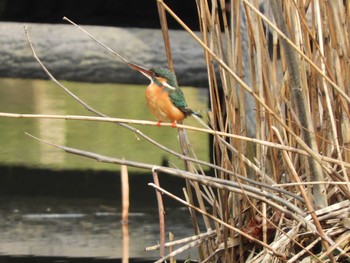 カワセミ 川口自然公園 2019年2月7日(木)