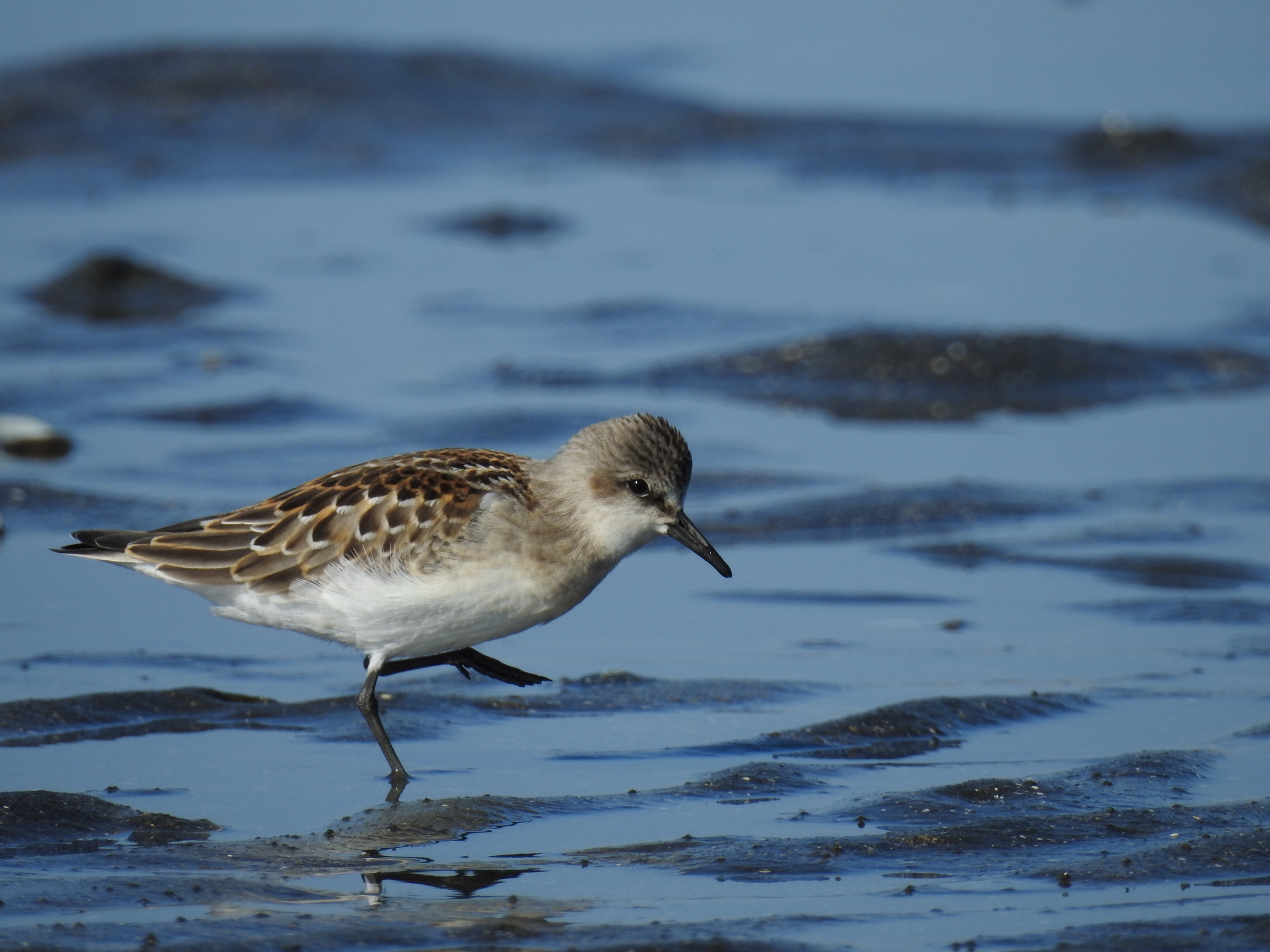 Photo of Red-necked Stint at Sambanze Tideland by Hofstadter2303