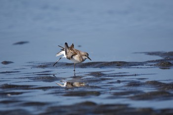 Red-necked Stint Sambanze Tideland Sun, 9/3/2017